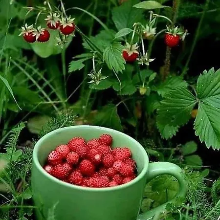 Medina Affittacamere Sarajevo